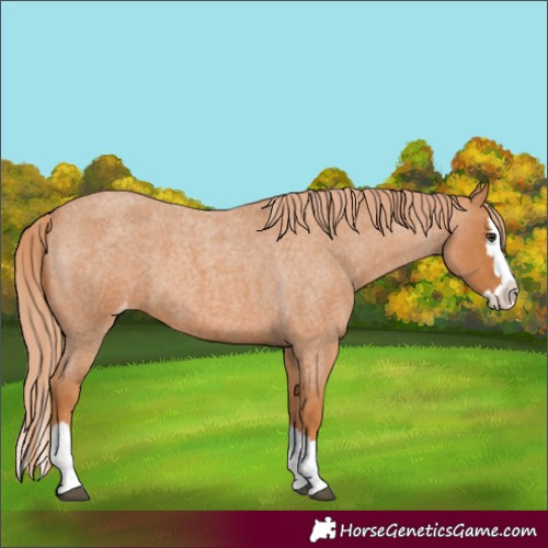 Horse Color:Red Roan Splash Appaloosa 