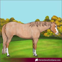 Horse Color:Red Roan Splash Appaloosa 