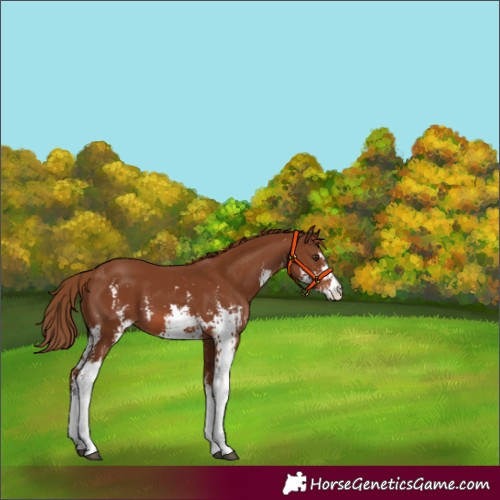 Horse Color:Chestnut Sabino 