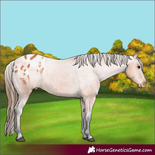 Horse Color:Bay Appaloosa Rabicano 