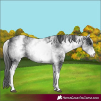 Horse Color:White Spotted Black Appaloosa Rabicano 