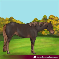Horse Color:Liver Chestnut  and Liver Chestnut 