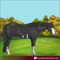 Horse Color:Black 