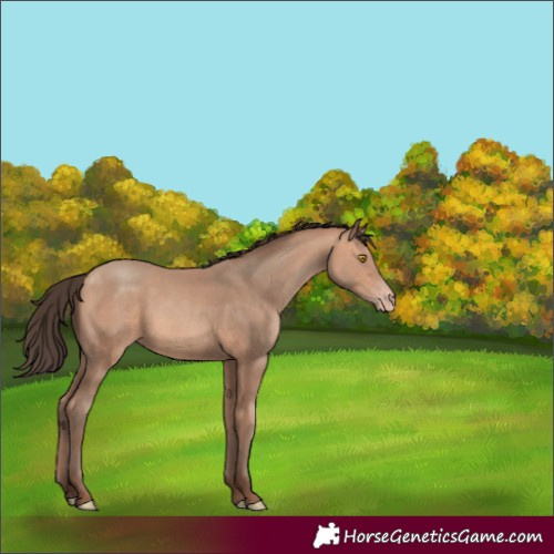 Horse Color:Amber Champagne 