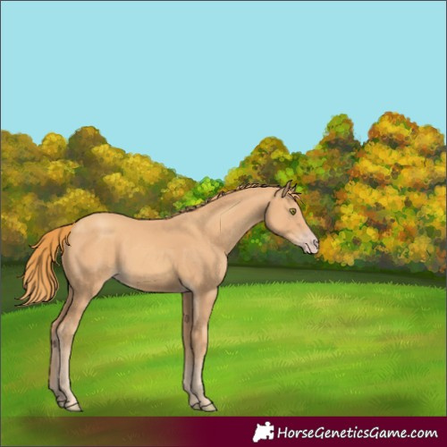 Horse Color:Gold Champagne