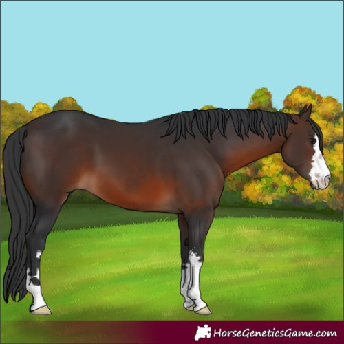 Horse Color:Brown 