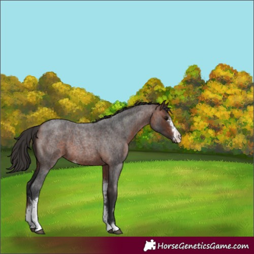 Horse Color:Bay Roan Sabino 