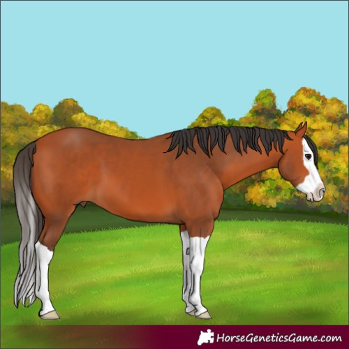 Horse Color:Unknown 