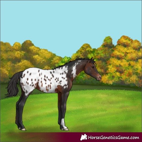 Horse Color:Brown Appaloosa