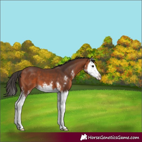 Horse Color:Bay Sabino Splash 