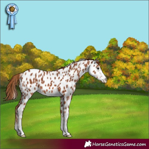 Horse Color:Chestnut Sabino Appaloosa 
