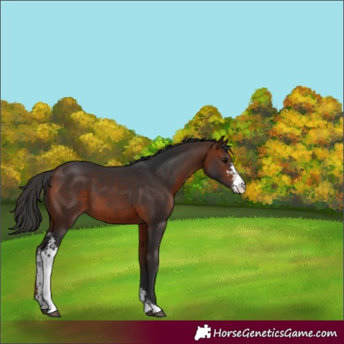 Horse Color:Bay Sabino 