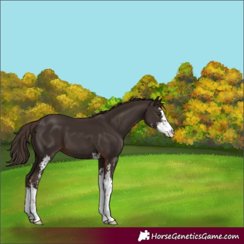 Horse Color:Liver Chestnut Sabino 
