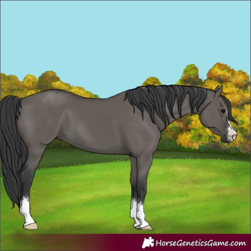 Horse Color:Grullo 