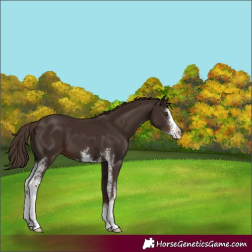 Horse Color:Liver Chestnut Sabino