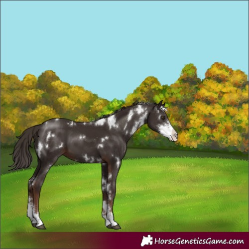 Horse Color:White Spotted Liver Chestnut Sabino 