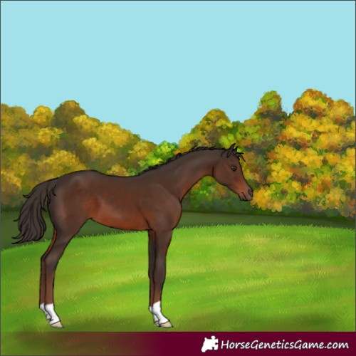 Horse Color:Liver Chestnut