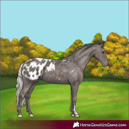 Horse Color:Silver Black Blanket 