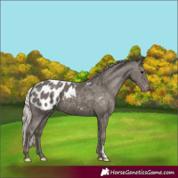 Horse Color:Silver Black Appaloosa 