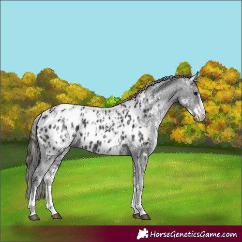 Horse Color:Black Appaloosa  and White Spotted Black Appaloosa 