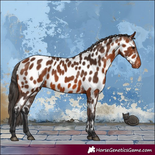 Horse Color:Bay Appaloosa 