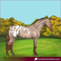 Horse Color:Red Dun Roan Appaloosa 