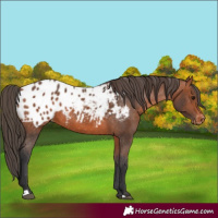 Horse Color:Bay Appaloosa 
