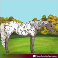 Horse Color:Silver Smoky Black Appaloosa