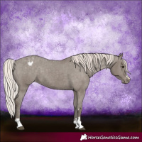 Horse Color:Silver Grullo Appaloosa 