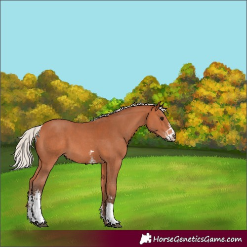 Horse Color:Silver Bay Sabino 