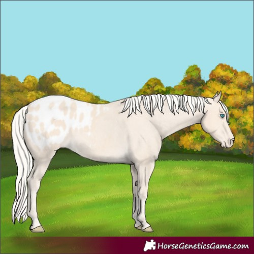 Horse Color:Cremello Appaloosa