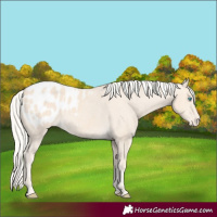 Horse Color:Cremello Appaloosa