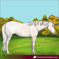 Horse Color:Cremello Appaloosa