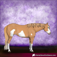 Horse Color:Chestnut Splash Frame