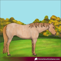 Horse Color:Red Roan
