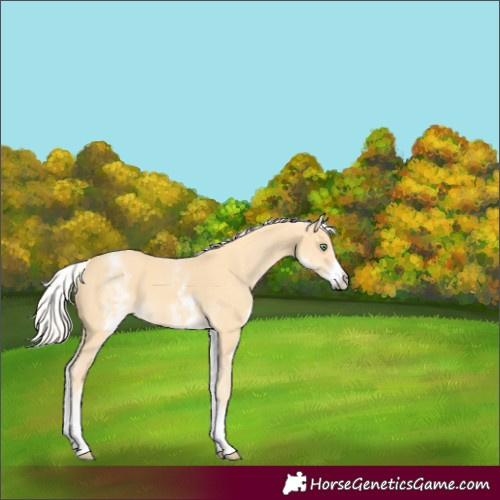 Horse Color:White Spotted Gold Cream Champagne 