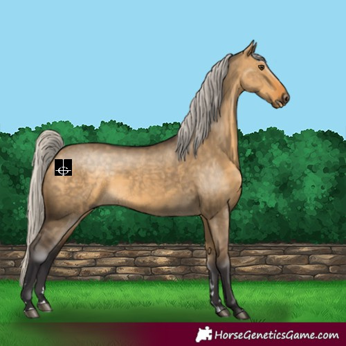 Horse Color:Silver Buckskin Dun 
