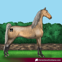 Horse Color:Silver Buckskin Dun 