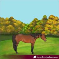 Horse Color:Bay Rabicano 