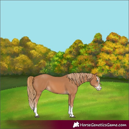 Horse Color:Chestnut Splash 