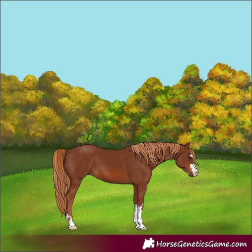 Horse Color:Chestnut 