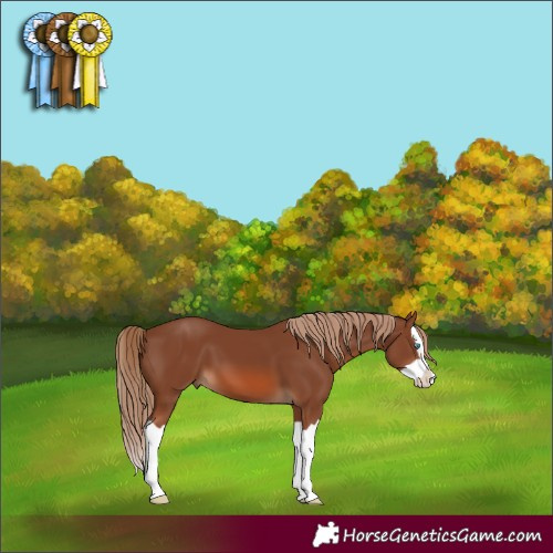 Horse Color:Chestnut Splash
