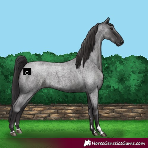 Horse Color:Smoky Blue Roan