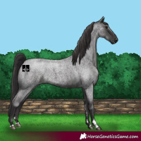 Horse Color:Smoky Blue Roan 