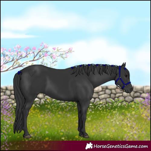Horse Color:Black 