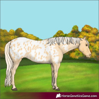 Horse Color:Palomino Roan Near Leopard 