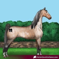Horse Color:Bay Dun  and Gray Bay Dun 