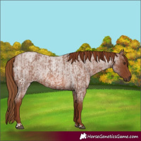 Horse Color:Red Roan  and Red Roan 