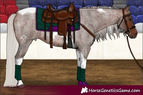 Horse Color:Silver Brown Roan Tobiano 
