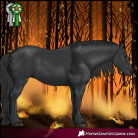 Horse Color:Black 